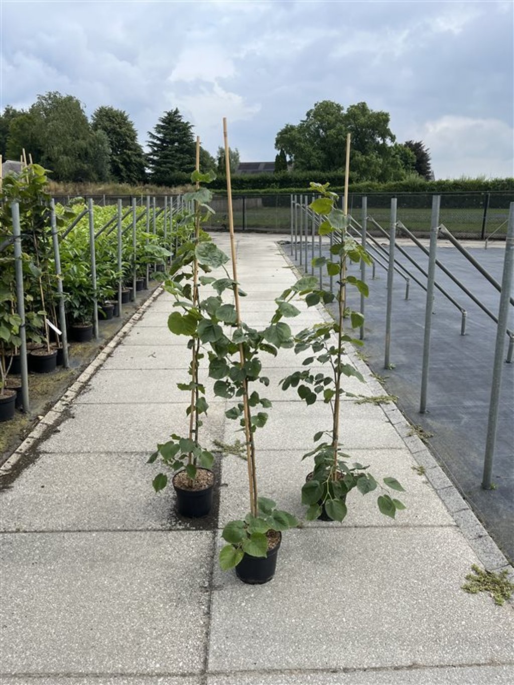 Tilia platyphyllos - C5 125-150 CM Stick